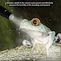 Miniatyrbilde 4 av 5: 4L Amfibier & Reptil Tåke Luftfukter med Slange Justerbar Terrarium Reptil Fogger Luftfukter Ac
