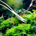 Miniatyrbillede 3 af 4: Akvariesaks med buet hoved til akvarieplanter 24 cm
