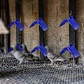 Miniatyrbilde 5 av 5: 20 stk. Duehvileplattform, Lettvekts Due Abbor Plast Fugler Sittepinneholder