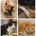 Miniatyrbillede 3 af 5: Kat Killinge Nøgleringe Nøgleringe Til Bilnøgler Kawaii Bedårende Taske Vedhæng Legetøj, Gaveidé Til Piger, Kvinder Og Mænd