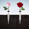 Miniatyrbillede 4 af 5: Blomster Rør Pakke med 50 Plastik Blomster Rør, Transparent Vand Rør til Blomster, Genanvendelige Blomster, Vand Rør