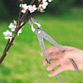Miniatyrbilde 3 av 5: Grenkuttende Bonsai-verktøy, 20 cm konkave Bonsai-sakser, knappeklippetang, Bonsai-trimmesaks, beskjæringssaks, japansk hagearbeid