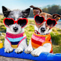 Miniatyrbillede 5 af 5: 2 Stykker Hunde Regnbue Stribede Skjorter Kæledyrstøj Bløde Hvalpe Sommer T-shirts Komfortable Hunde Stribede Skjorter Åndbare S