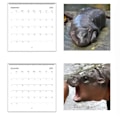 Miniatyrbild 5 av 5: 2025 MooDeng Kalender, Moodeng Kalender