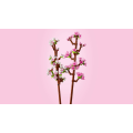 Miniatyrbild 4 av 4: LEGO® Körsbärsblommor 40725