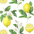 Pikkukuva 1 / 2: Servetter Citroner 33x33cm 20-pack Multicolor
