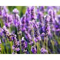Pikkukuva 2 / 2: Doftolja Lavendel 10 ml Brown