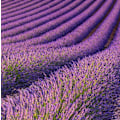 Pikkukuva 2 / 2: Doftolja Lavender Fields 10 ml Brown
