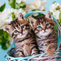 Pikkukuva 1 / 4: Servetter Kattungar 33x33cm 20-pack Multicolor