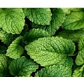 Miniatyrbilde 2 av 2: Doftolja Citronmeliss 10 ml Brown