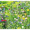 Pikkukuva 2 / 2: Doftolja Sommarblom 10 ml Brown