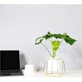 Miniatyrbild 3 av 5: Metallväxtstativ inomhus utomhus blomkruka planteringsdisplay dekor (böjd ram svart fat)