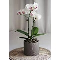 Miniatyrbild 4 av 5: Set med 2 keramiska blomkrukor för suckulenter - Ansiktsdesign - För vardagsrum, kontor - Vit