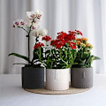 Miniatyrbild 3 av 5: Set med 2 keramiska blomkrukor för suckulenter - Ansiktsdesign - För vardagsrum, kontor - Vit