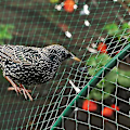 Miniatyrbillede 4 af 5: 4 x 6 m Grønt Have Net, Anti-Fuglenet til Beskyttelse af Frugttræer, Grøntsager, Blomster, Afgrøder, Ærter og Bønner, 15 x 15 mm