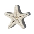 Miniatyrbillede 1 af 2: 3 stk. 5 cm små søstjerner Havskaller Strandhåndværk