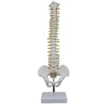 Menneskelig Rygsøjlemodel med Bekken - 45cm Anatomisk Rygsøjlemodel + Stativ