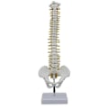 Miniatyrbillede 1 af 5: Menneskelig Rygsøjlemodel med Bekken - 45cm Anatomisk Rygsøjlemodel + Stativ