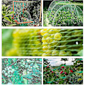 Miniatyrbillede 5 af 5: 4 x 6 m Grønt Have Net, Anti-Fuglenet til Beskyttelse af Frugttræer, Grøntsager, Blomster, Afgrøder, Ærter og Bønner, 15 x 15 mm