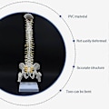 Miniatyrbillede 2 af 5: Menneskelig Rygsøjlemodel med Bekken - 45cm Anatomisk Rygsøjlemodel + Stativ