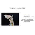 Miniatyrbillede 5 af 5: Menneskelig Rygsøjlemodel med Bekken - 45cm Anatomisk Rygsøjlemodel + Stativ