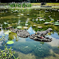 Miniatyrbild 2 av 5: Flytande alligatorhuvud Decoy Alligator Utomhusstatyer Flytande krokodil för gåskontrollfalsk Gator Avskräckande Ducksswamp Gräsmatta Krokodil Damm D
