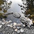 Miniatyrbild 3 av 5: Flytande alligatorhuvud Decoy Alligator Utomhusstatyer Flytande krokodil för gåskontrollfalsk Gator Avskräckande Ducksswamp Gräsmatta Krokodil Damm D