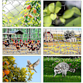 Miniatyrbilde 4 av 5: 15m X 15m Fuglenett Hage Nettet Plante Nettet Dam Nettet Hage Nettet for Hage, 5 X 5 Cm Store Hull [kk]