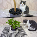 Miniatyrbilde 5 av 5: 12 deler kattfrastøtende matte med pigger Plast hagematte Katt
