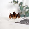 Miniatyrbillede 5 af 5: Udstoppede Flagermus, Ægte Flagermusprøver Dyreprøver i Harpiks til Videnskabsklasse Videnskabelig Uddannelse (3 x 3 x 1 Tomme)