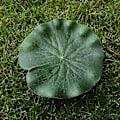 Pikkukuva 5 / 5: 5 kpl Tekokuiva kelluva lumme Eva Lotus Kukka Lammikon koriste 10cm Tekokuiva Lotus Lammikon säiliö Kasvikoriste Koti Puutarha