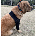 Miniatyrbild 3 av 5: Hund armbågsskydd, vadderat armbågsskydd för små medelstora hundar - Benärm husdjursbensårsskydd Universal för fram  (L)