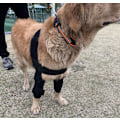 Miniatyrbild 2 av 5: Hund armbågsskydd, vadderat armbågsskydd för små medelstora hundar - Benärm husdjursbensårsskydd Universal för fram  (L)