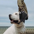 Miniatyrbillede 5 af 5: Hørebeskyttelse til hunde - Støjreducerende hovedtelefoner til hunde (sort)