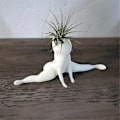 Miniatyrbilde 3 av 5: Morsom stor rumpe spøkelsesplanter, spøk gave dekor planter luftplante display stativ, stor rumpe spøkelsespla