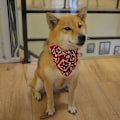 Miniatyrbilde 4 av 5: 3 stk Pet hodeskjerf trekantet hund hodeskjerf skjerf skjerf hodeskjerf