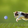 Miniatyrbild 2 av 7: 5st Pom Pom bollar Rolig leksak för Katter Fluffig Mjuk