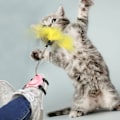 Miniatyrbild 3 av 4: Katt Leksaker Fjäder Lekpinne Vårfjäder Kattpinne Husdjurstillbehör
