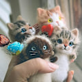 Miniatyrbild 6 av 11: DIY Katt Ull Nål Filt Leksak Docka Ull Filtning Nål S7Y6 Ull Kit--NY N4E7 01 one-size