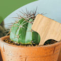 Miniatyrbillede 4 af 4: 50 ST Bambu Plantemærker, T-Formet Plantepinde Haveetiketter