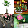 Pikkukuva 8 / 8: 6 kpl Kukka Kasvituki Metalli Yksittäinen Varsi Tuki Puutarhatuki Amaryllis Orkidea Lilja Ruusu Tomaatit Tummanvihreä
