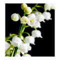 Miniatyrbilde 3 av 5: Yodeyma Avec Toi Eau De Parfum For Kvinner 100Ml