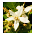 Pikkukuva 3 / 5: Yodeyma Iris Eau De Parfum Naisille 15Ml
