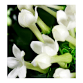 Pikkukuva 2 / 5: Yodeyma Iris Eau De Parfum Naisille 15Ml