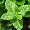 Miniatyrbillede 3 af 6: Yodeyma Wow Duft! Eau De Parfum Til Mænd 100Ml