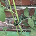 Miniatyrbillede 5 af 5: Planteklemmer / Clips - 108 stk_QQ -AD6-
