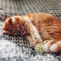 Miniatyrbild 5 av 5: 6 cm knastrande bollar för katt, färgglada mylarbollar för husdjurskatter (12-FD3-