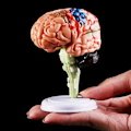 Miniatyrbilde 3 av 5: Avtagbar Anatomisk Menneskelig Intern Hjernemodell Medisinske Skulpturer Læringsverktøy