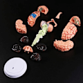 Miniatyrbild 5 av 5: Avtagbar Anatomisk Människans Inre Hjärnmodell Medicinska Skulpturer Undervisningsverktyg