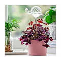 Miniatyrbillede 5 af 5: Snegleformet Glasplanteblomst Vandfodrer Automatisk Vanding Automatisk Drypvanding Enhed